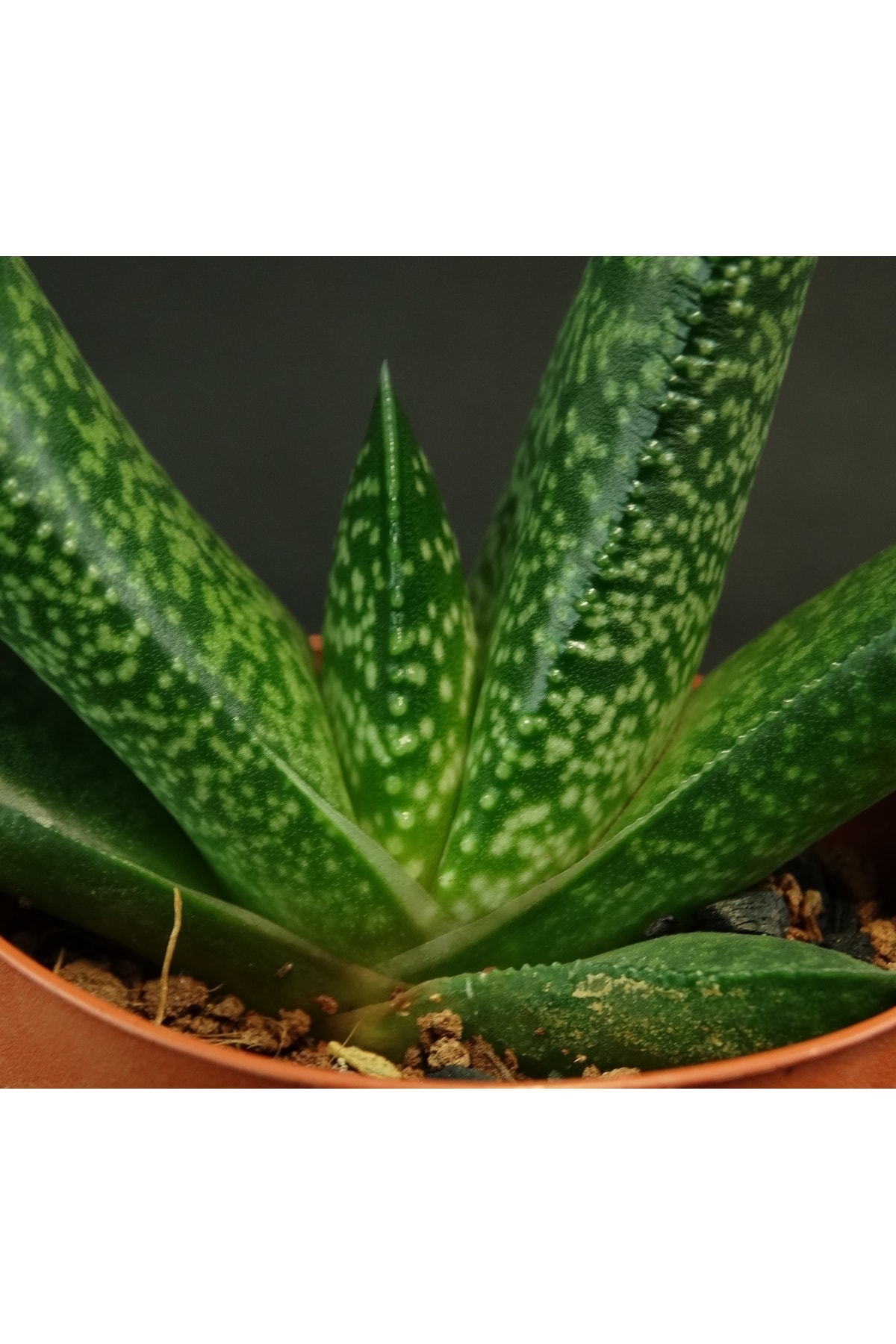 Gasteria Pillansii Var.- Flamingo Şeklinde Çiçek Açar - Sukulent 3