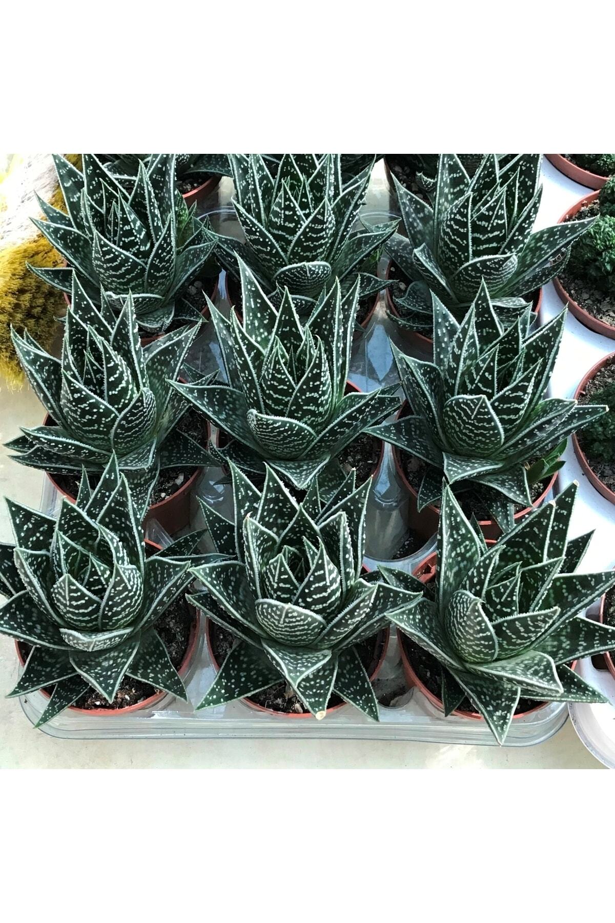 Aloe Vera Cosmo Green Pearl - Sukulent 3