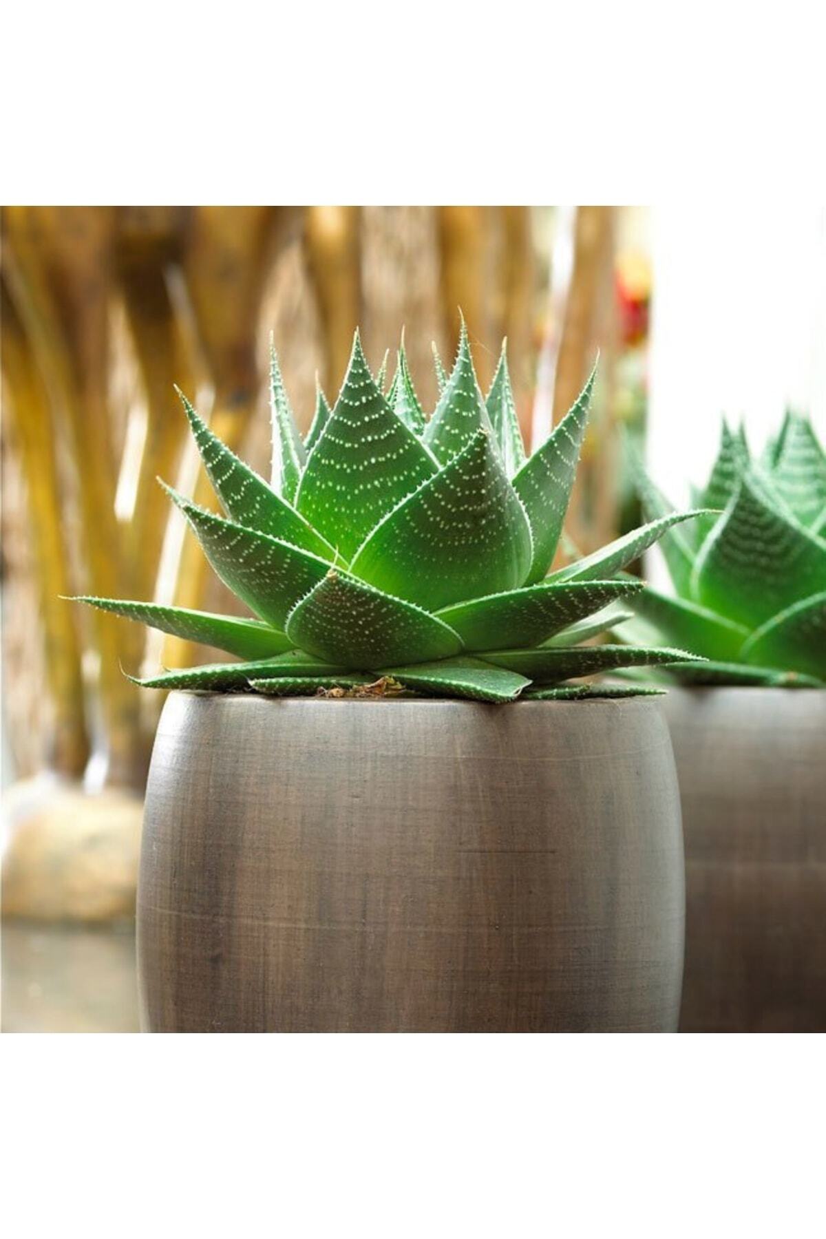 Aloe Vera Cosmo Green Pearl - Sukulent 4