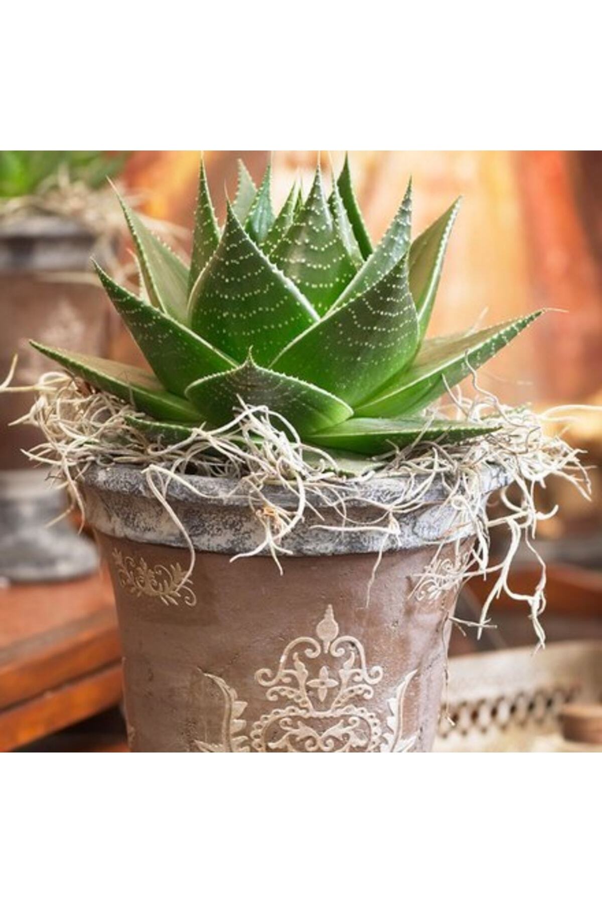 Aloe Vera Cosmo Green Pearl - Sukulent 5
