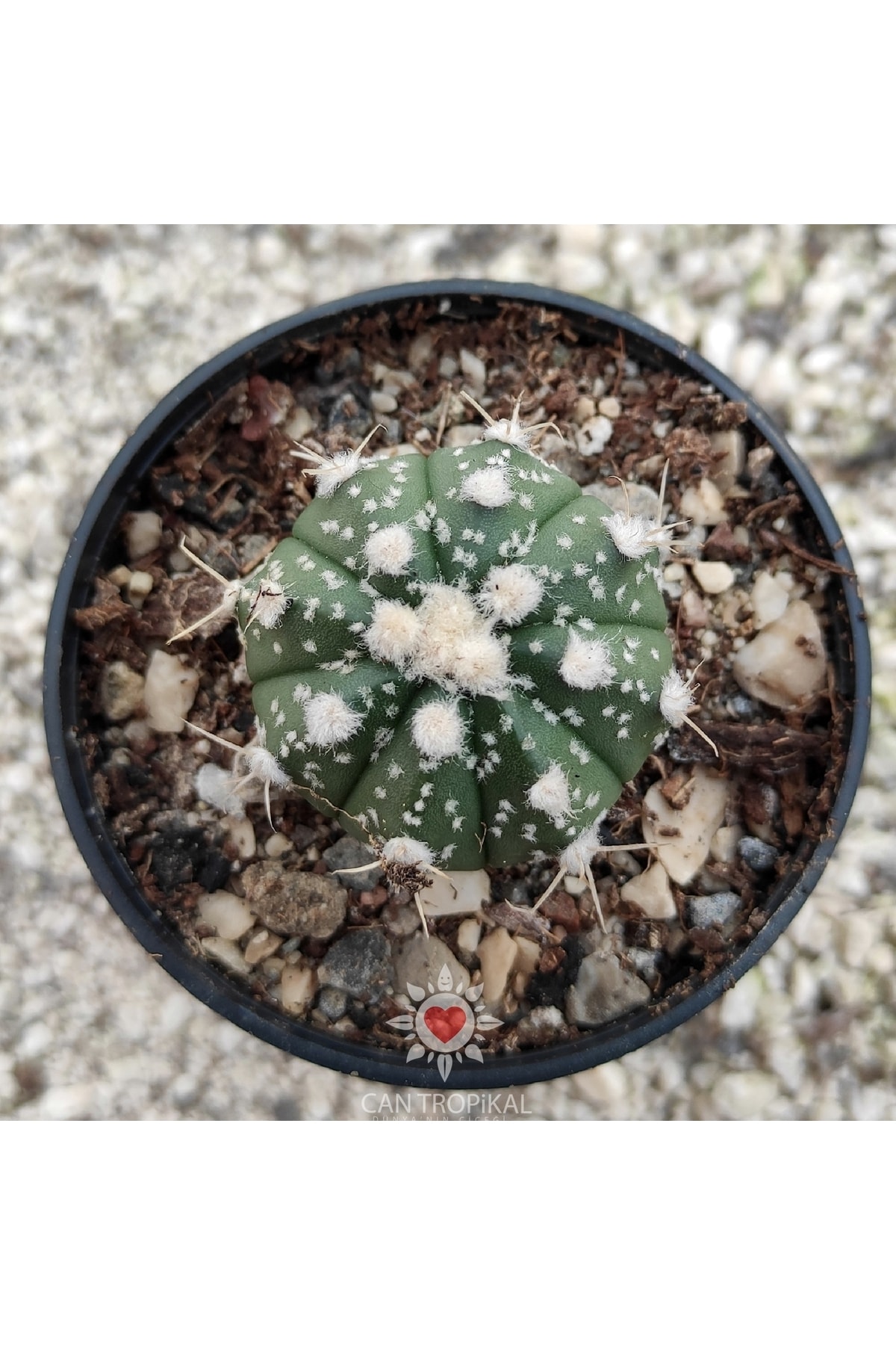 Astrophytum Asterias Gonzales No:14 Nadir Kaktüs Sukulent