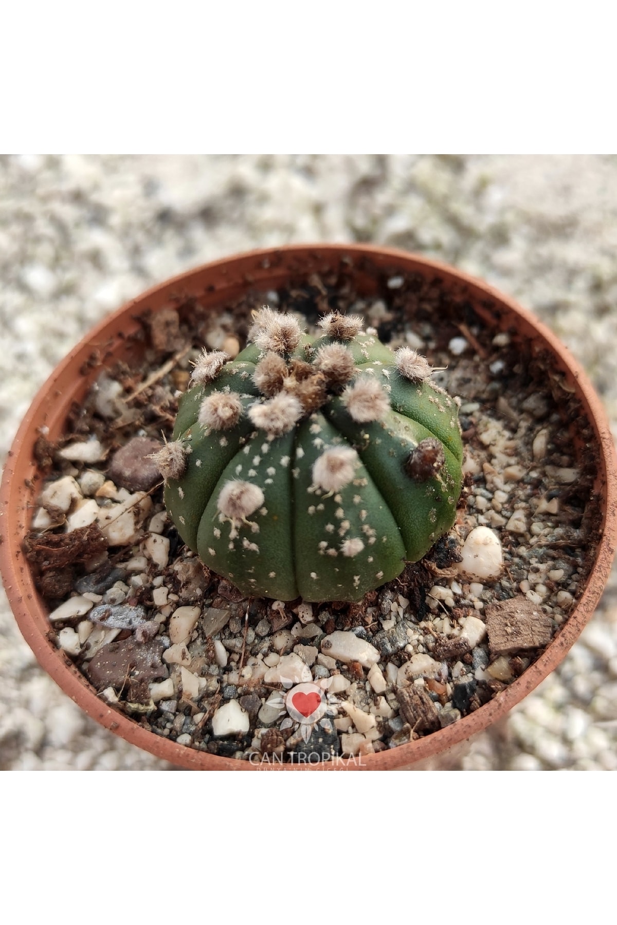 Astrophytum Asterias Gonzales Mi No:7 Nadir Kaktüs Sukulent 2