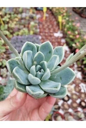 Echeveria Albicans