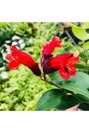 Aeschynanthus Radicans Plant Kırmızı Çiçek Açan Ruj Çiçeği Bitki 15882681