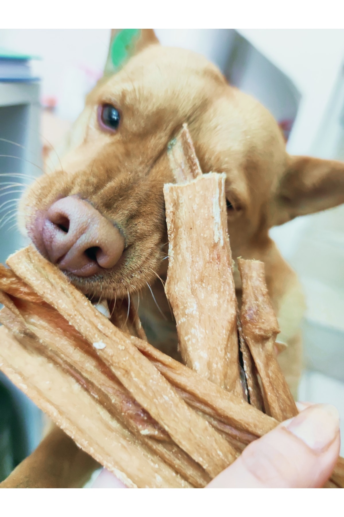 patimini Kurutulmuş Inek Memesi 100gr