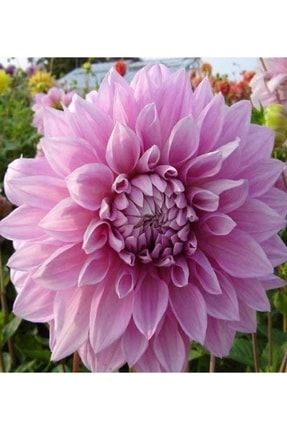 Tohumculuk Büyük Çiçekli Yıldız Çiçeği Yumrusu 10 Adet Dahlia Karışık Renkli mlk7854625
