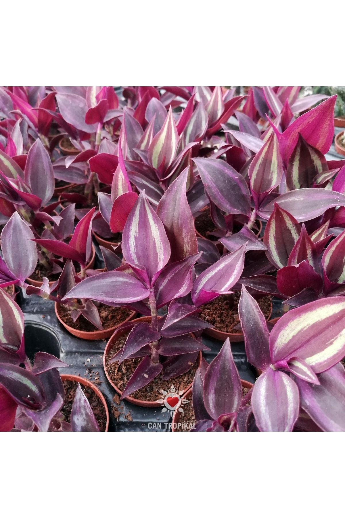 Tradescantia Zebrina Purple Wonder Telgraf Çiçeği Sukulent 3