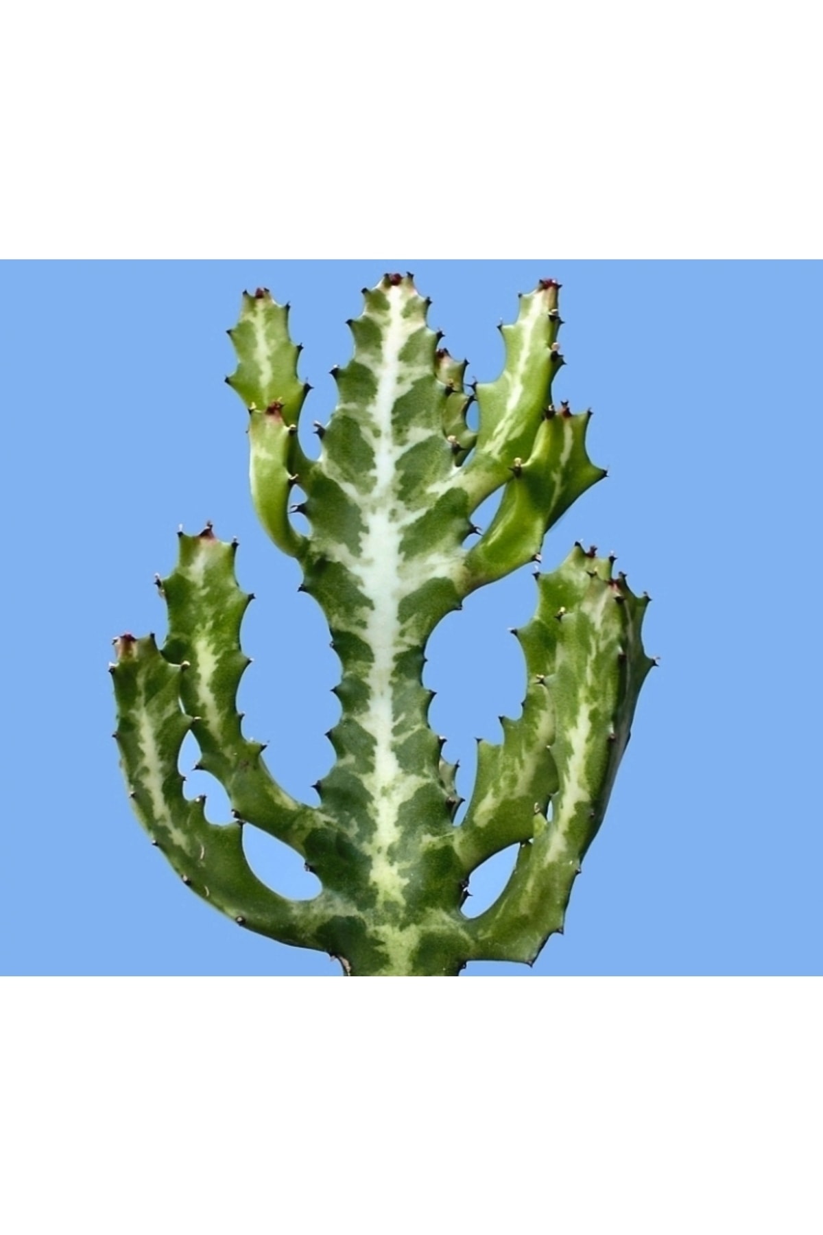 Euphorbia Lactea - Kaktüs 3