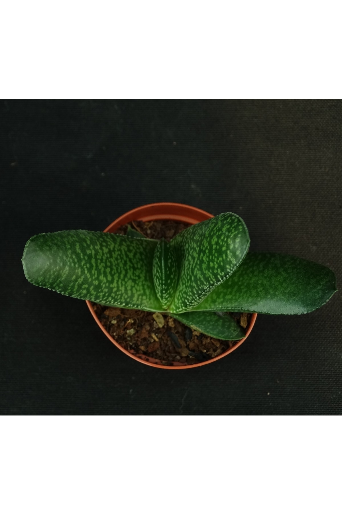 Gasteria Pillansii Var.- Flamingo Şeklinde Çiçek Açar - Sukulent 2