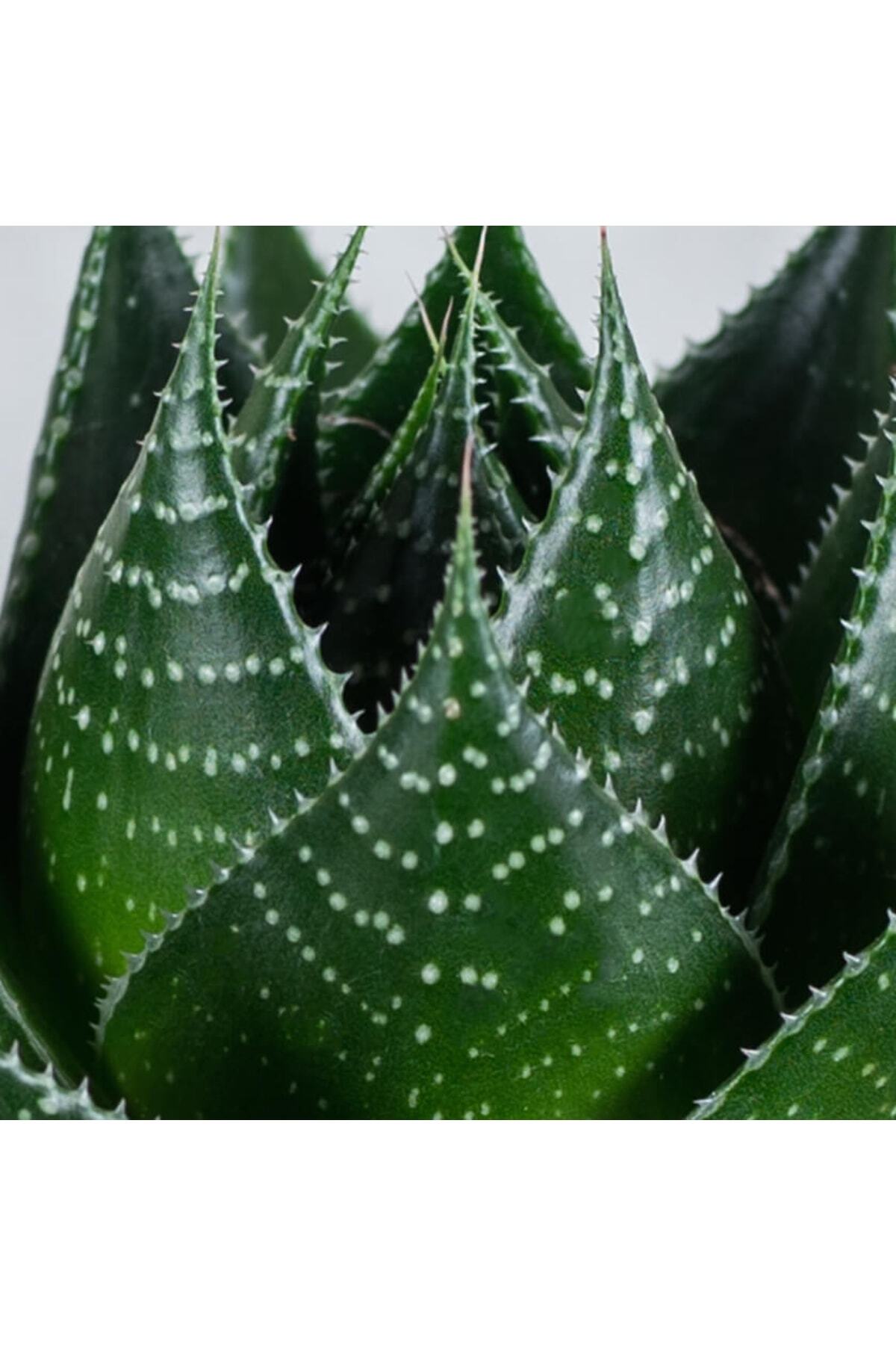 Aloe Vera Cosmo Green Pearl - Sukulent 2
