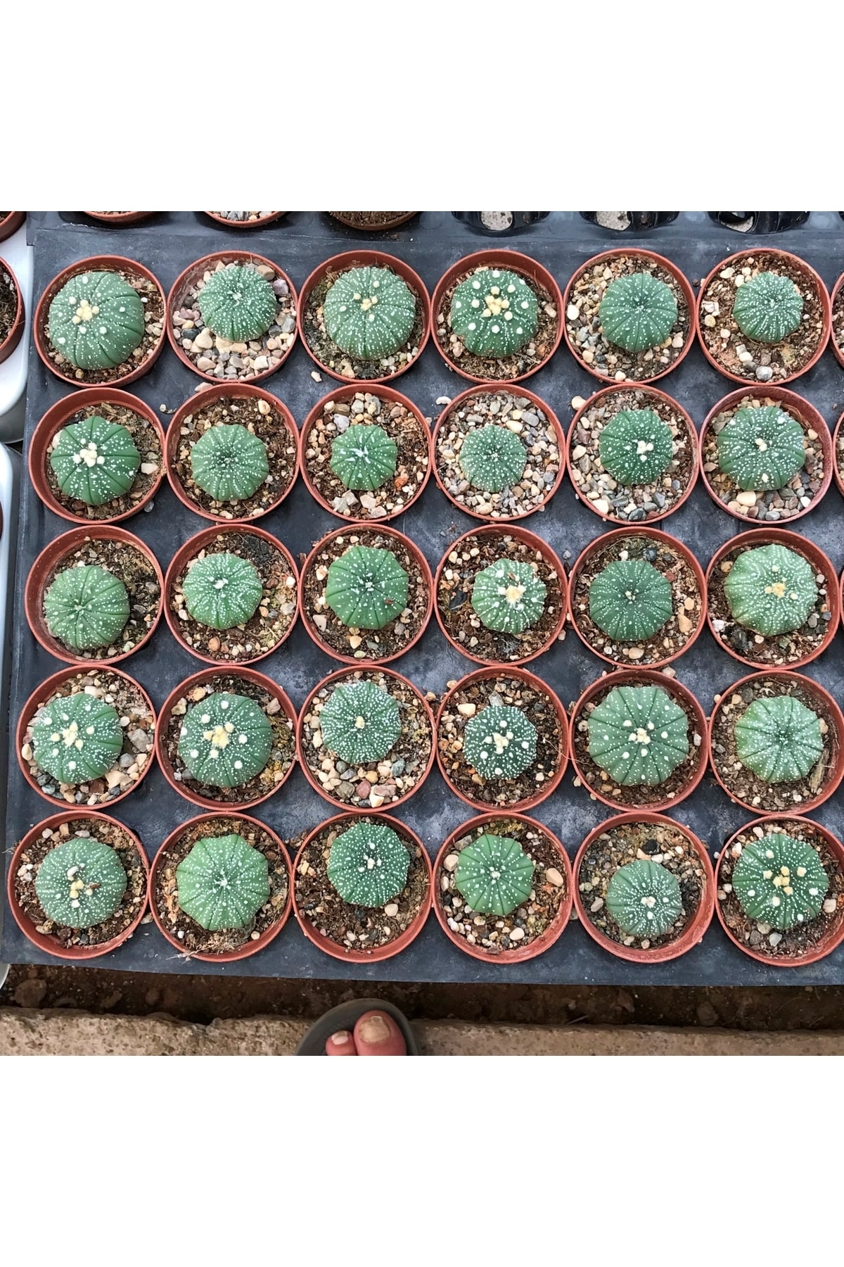 Astrophytum Asterias - Kaktüs 3