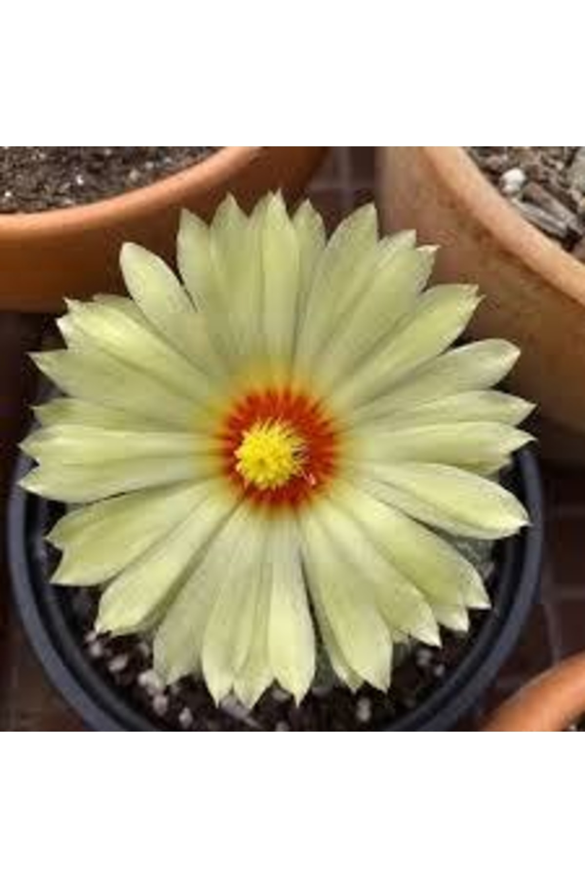 Astrophytum Asterias - Kaktüs 5