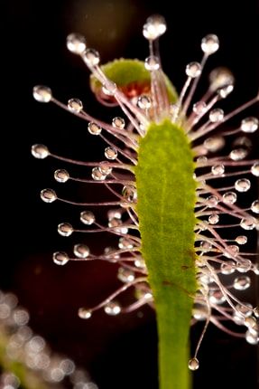 Drosera Capensis Sinek Kapan Tohum Yetiştirme Kiti Hediye 6 Aylık Yavru Etobur Bitki DCA50P