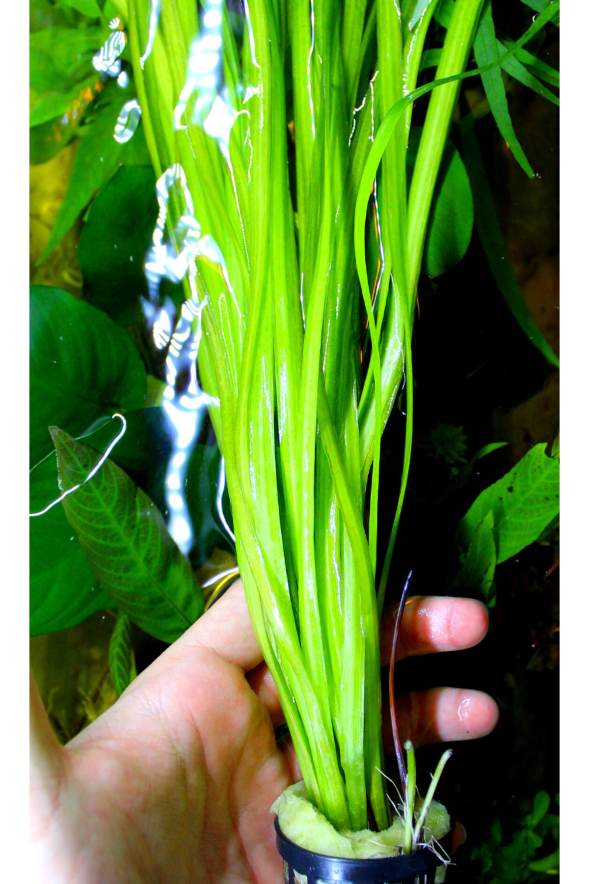 WOOF Dev Saz 1 Bağ Akvaryum Bitkisi Canlı Bitki Akvaryum Bitkileri 2-4 Kök