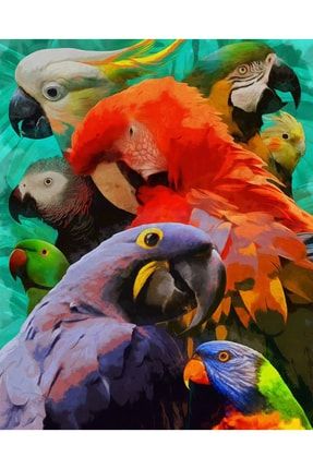 Sayılarla Boyama 90*110 Cm (çerçeveli-büyük Boy ) Tuval: Renkli Papağanlar B KY 377