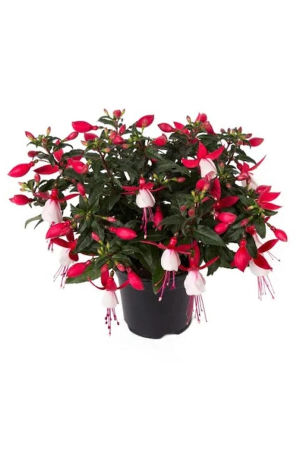 Описание вышло покурить и не вернулось.