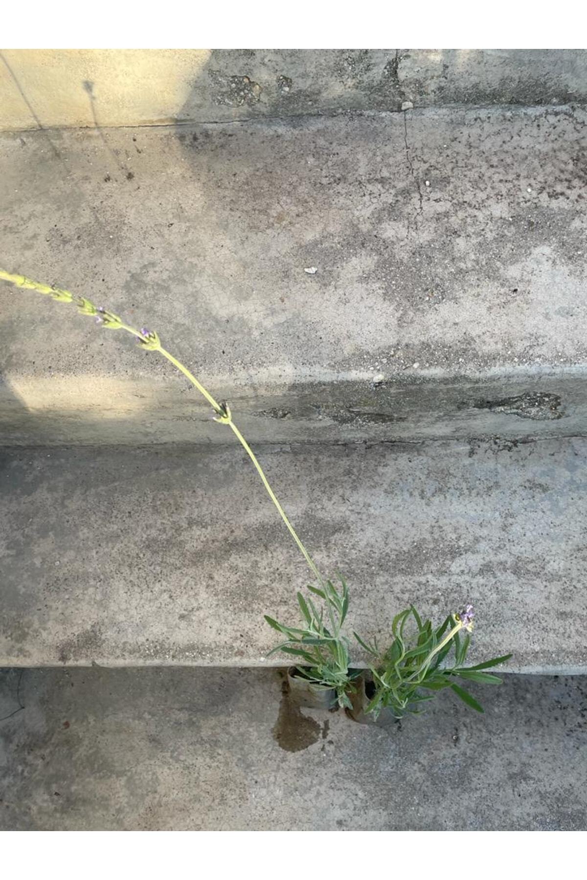 Sidas Tarım Fidancilik Isparta Yağlık Lavanta Fidanı 30-40 Cm Uzunluk