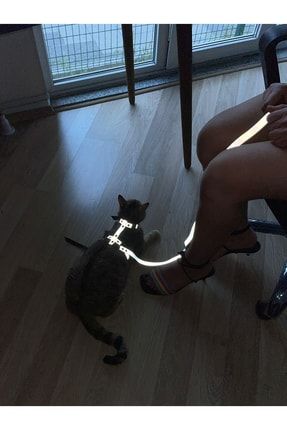Reflektörlü Kedi Harness, Karanlıkta Parlayan Kedi Vücut Koşum Takımı, Yansıtıcı Kedi Tasması NPC007-R1