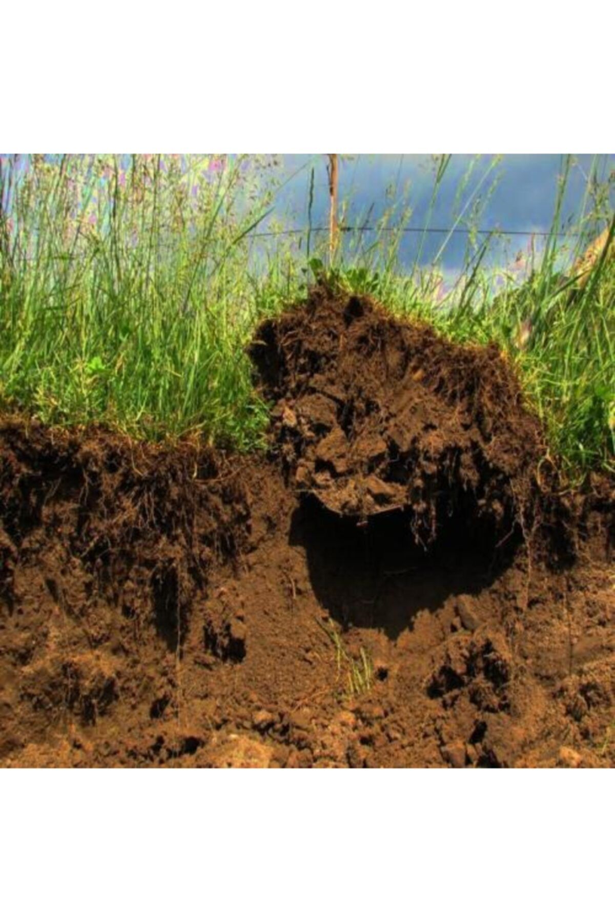 Какие почвы малоплодородны