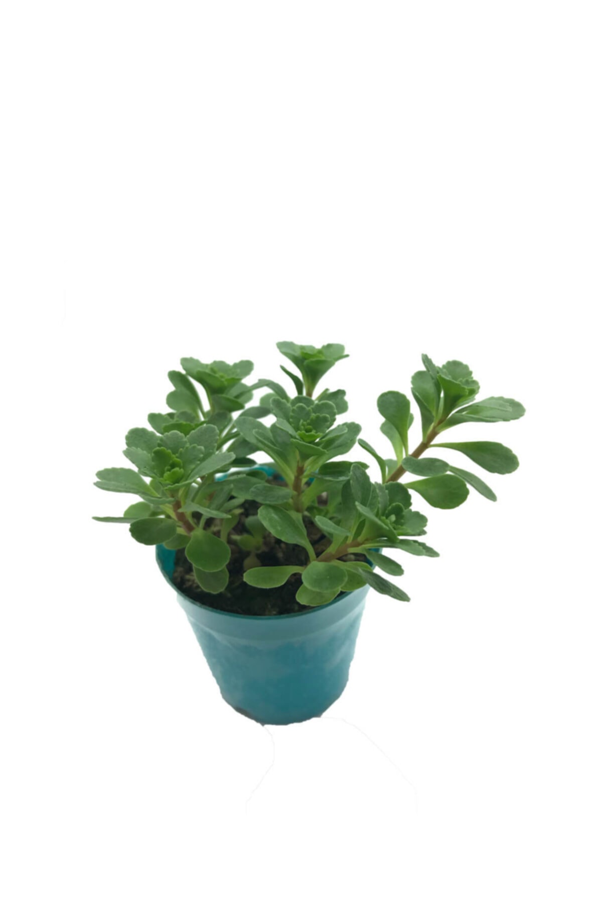 Sukulent Çeşitleri Sedum Palmeri Küçük - 5,5 Cm Saksıda - Fiyatı