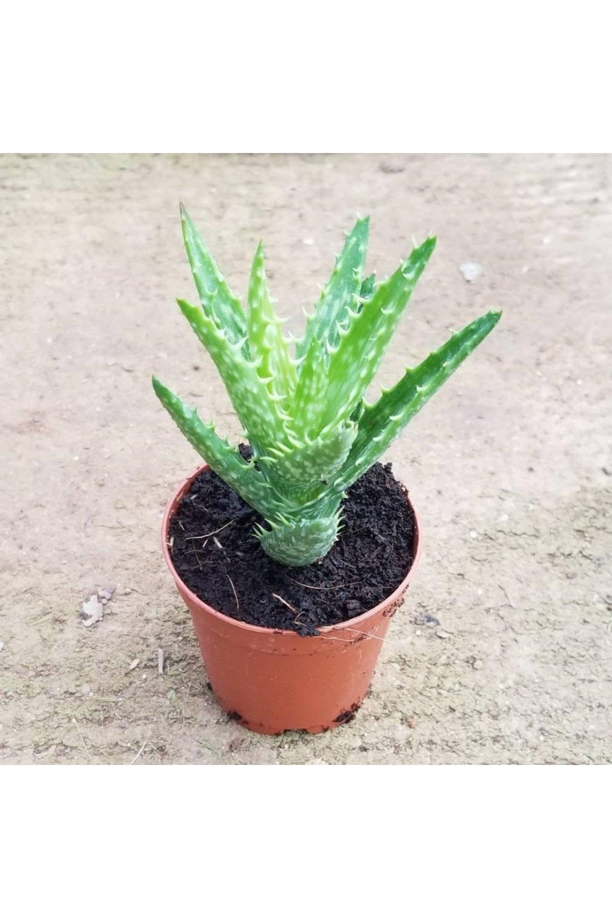 Minyatür Aloevera 5.5 cm Saksıda