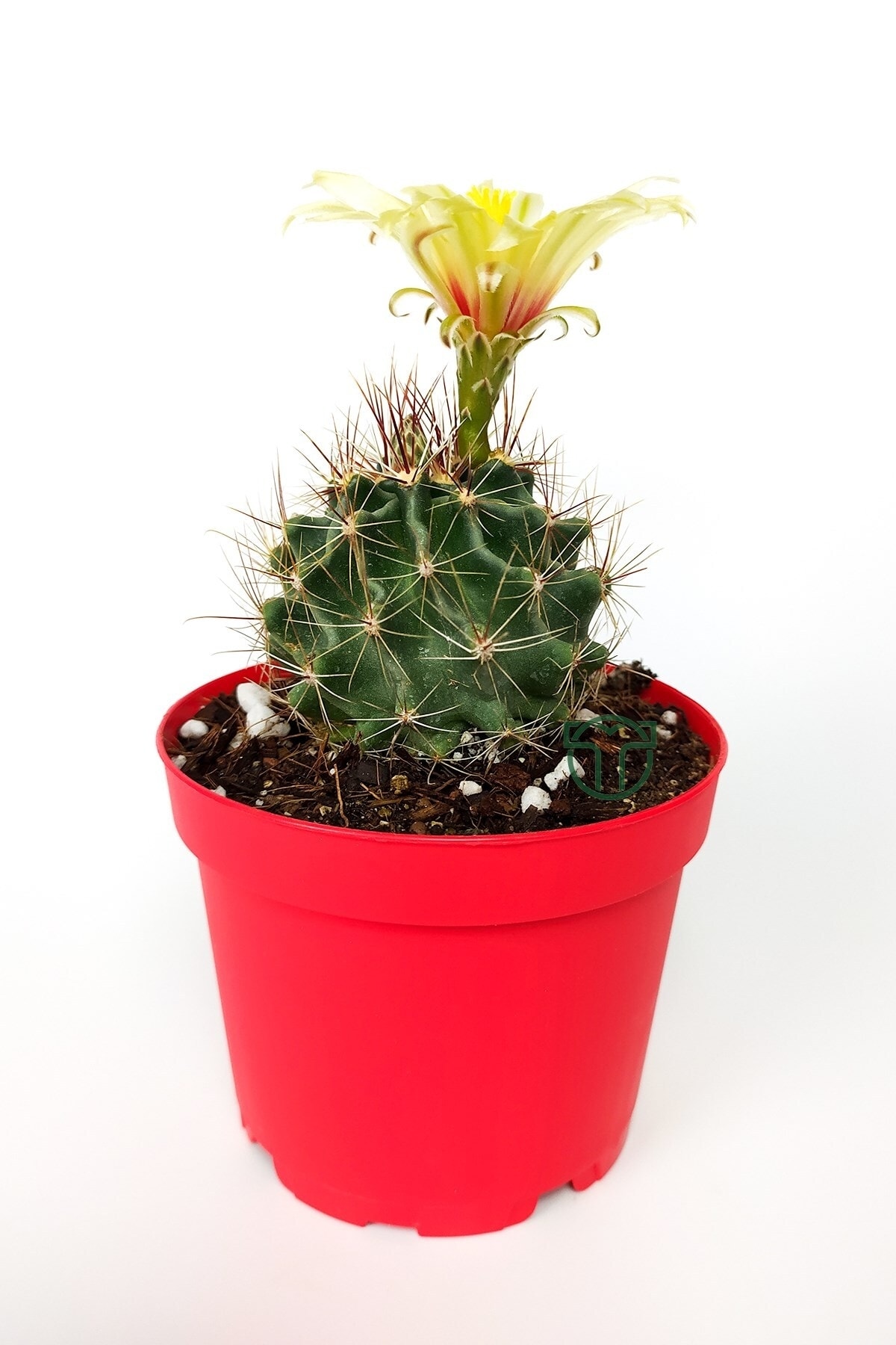 Thelocactus Ideas - Yellow Flowering Cactus - Hamato - 8.5 Cm in Red Flower Pot