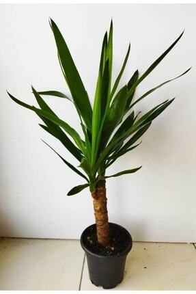 BitkiVizyon Yukka Çiçeği Yucca Jawel Bitkisi 40 50 cm Ev Bitkisi Ofis Ve Salo...