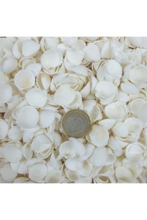 Clam Rose Cochles- Küçük Kiloluk Deniz Kabuğu (100 Gr) TT35102P