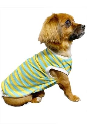Summer Colors Yazlık Köpek Tişörtü, Köpek Kıyafeti BNZ202205312224