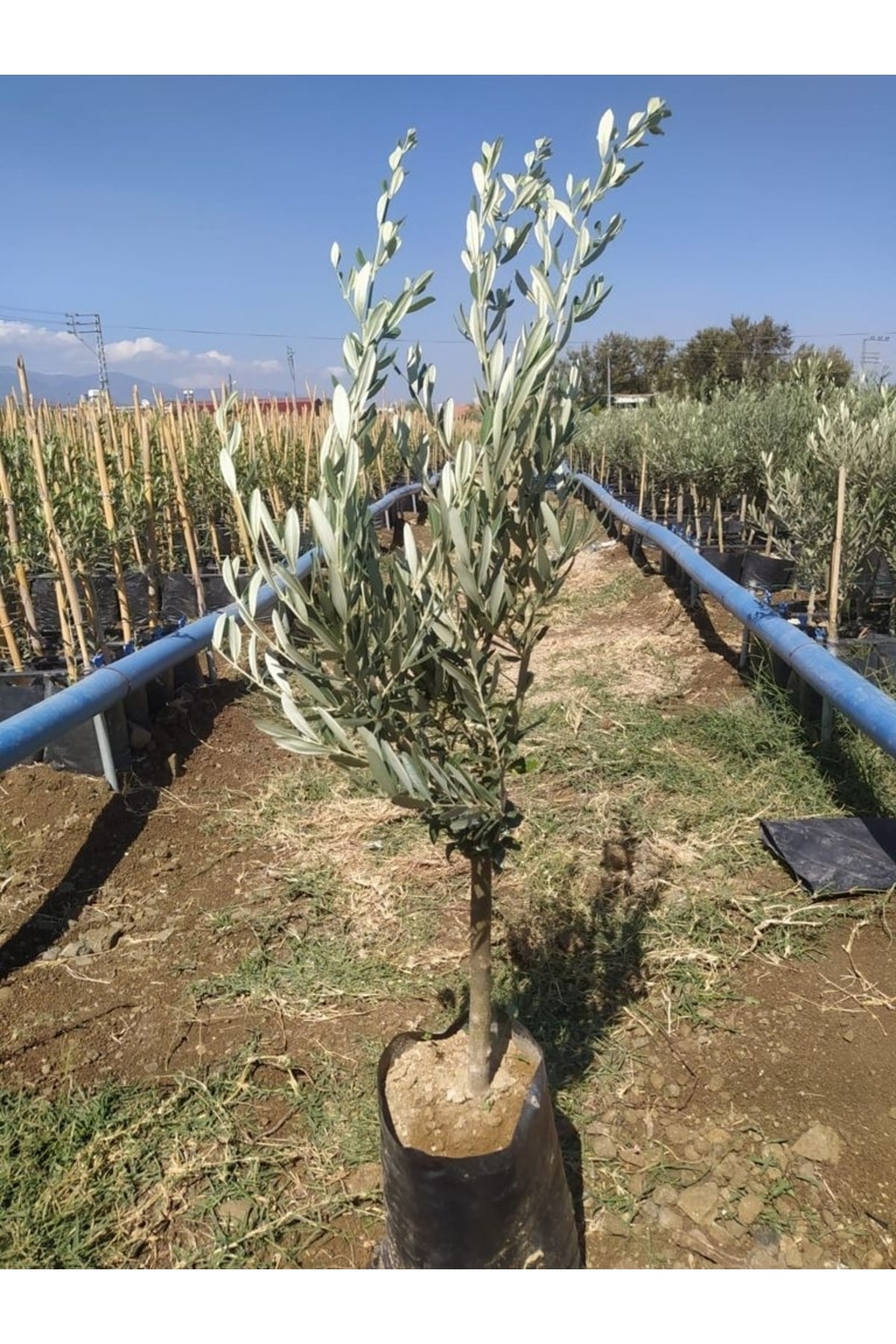 Gemlik Zeytin Fidanı 2