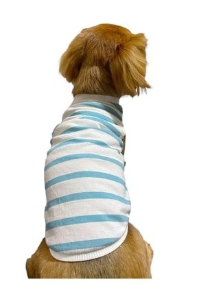 White Blue Stripe Stripe Yazlık Köpek Tişörtü, Köpek Kıyafeti BNZ202206020053