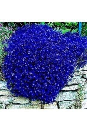 Tohumculuk 10 Adet Mavi Renkli Sarkan Lobelya Çiçek Tohumu mlkm545653