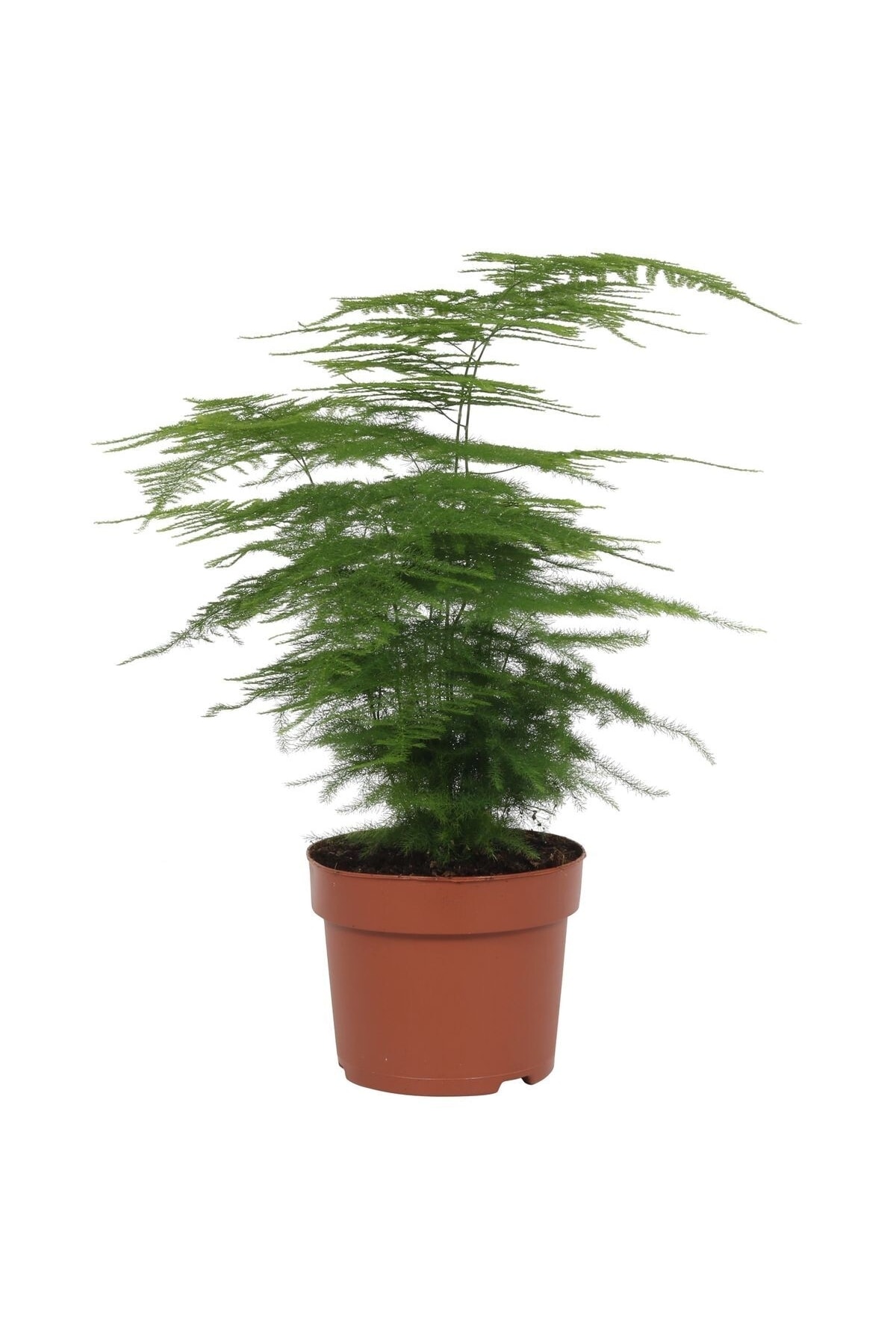 Asparagus Setaceus Tulle Asparagus Plant