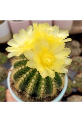 Notocactus Magnificus Cactus Altın Sarı Ince Dikenli Sarı Çiçek Açan Kaktüs 369461671