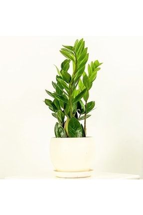 Zamia Bitkisi - Zamioculcas Zamiifolia 40-50cm T727-TA857