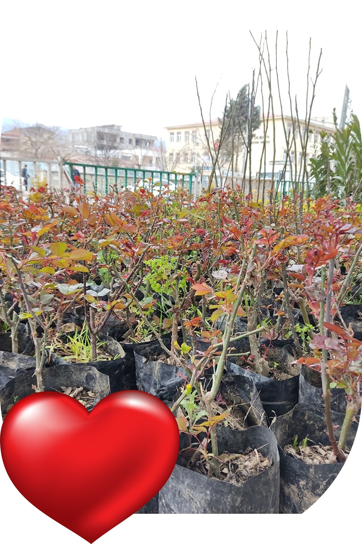 1 Adet Gül Fidanı Beyaz Saksılı/tüplü Kokulu Yediveren 2