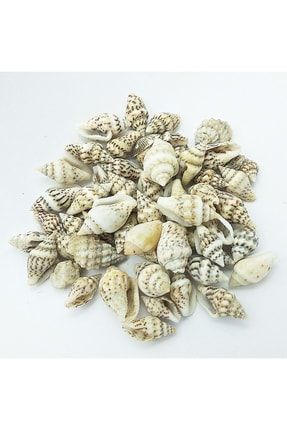 250 Adet Nassa Shell Natural Minik Deniz Kabuğu (0,5 - 1,5 Cm) Hobi Akvaryum Doğal Deniz Kabuğu 10350