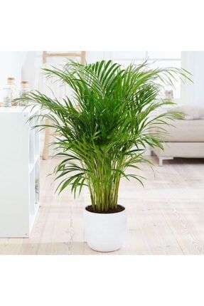Areka Palmiyesi 130-150cm ( Areca Palm) AREKA130