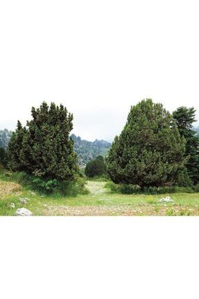 Boz Ardıç Fidanı 3 Yaş 15-25 Cm 2 Adet Juniperus Excelsa