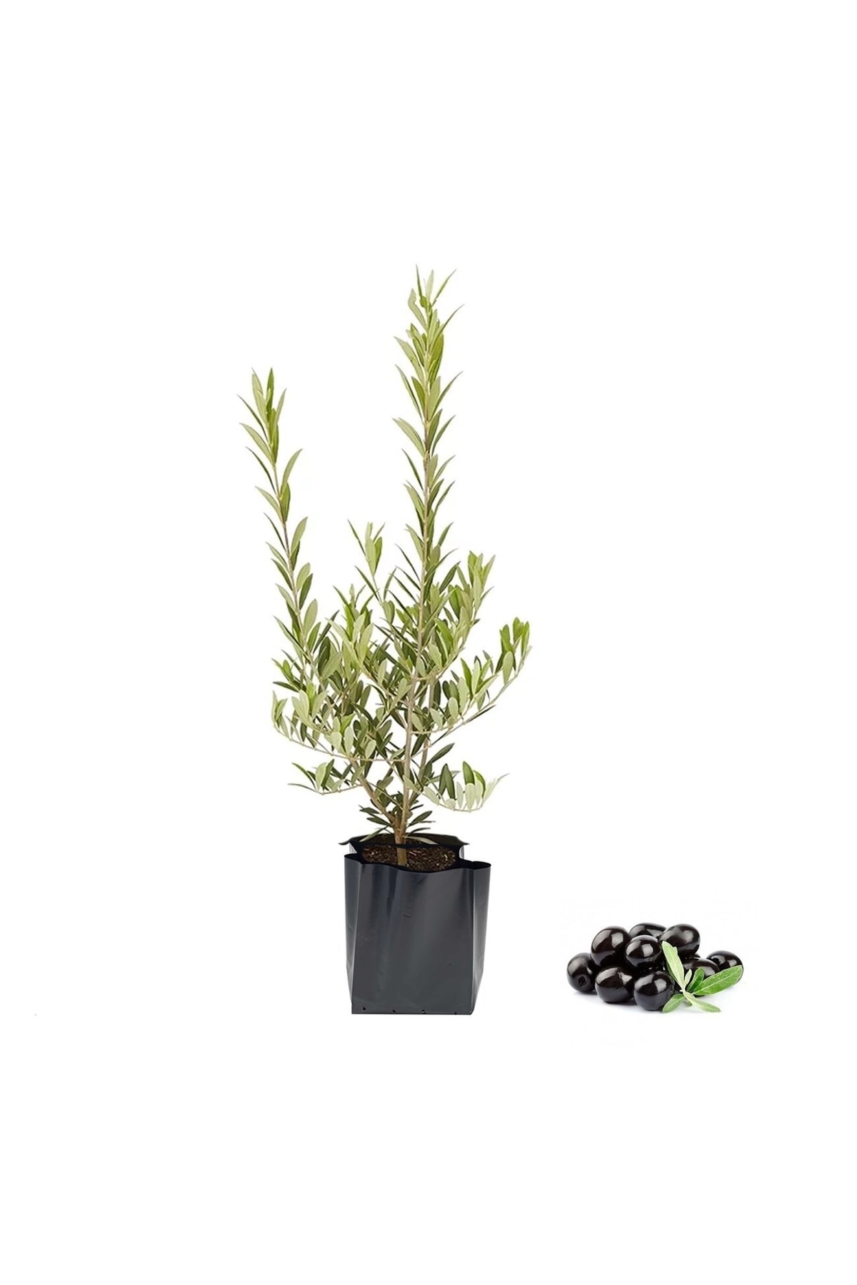 Gemlik Zeytin Fidanı