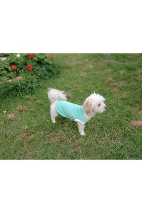 Köpek Kedi Yazlık Yakalı Su Yeşil Lacoste T-shirt SSK-2113338903432156988872