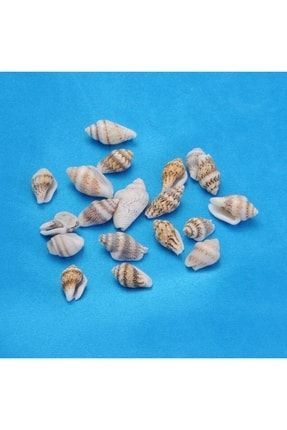 1000 Adet Nassa Shell Natural Minik Deniz Kabuğu Hobi Akvaryum Doğal Deniz Kabuğu 10530