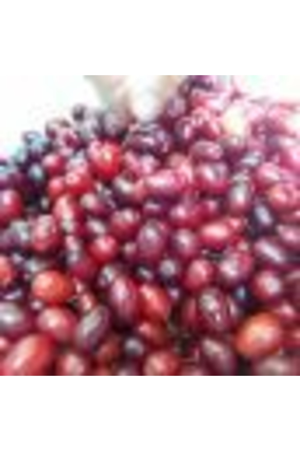 cüce kırmızı uçlu kızılcık