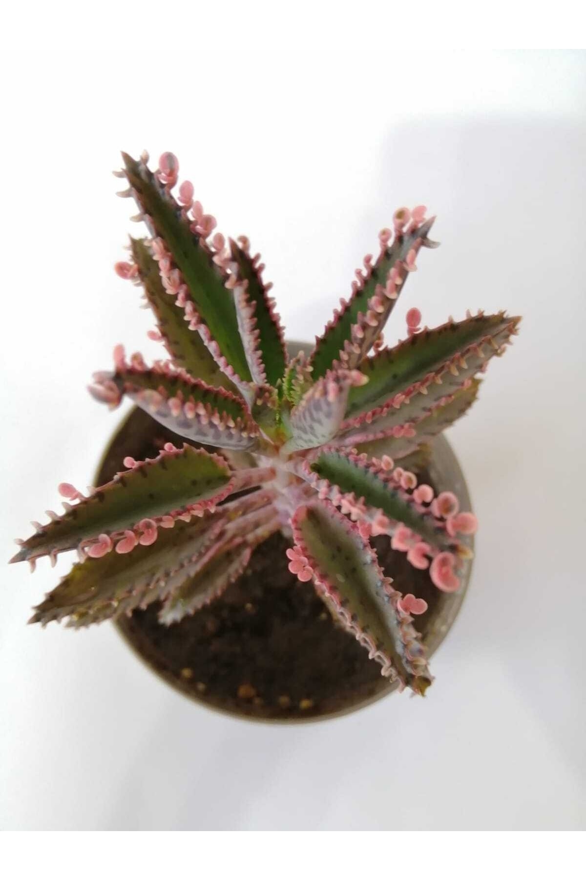 Pembe Aşkın Gözyaşı