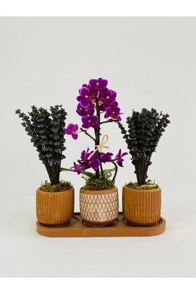 Kahverengi Trio Model Beton Saksıda Mini Orkide Ile Kokulu Lavanta Tasarımı EVBAHÇEOFİSYAŞAMİÇMEKANTASARIMÇİÇEK