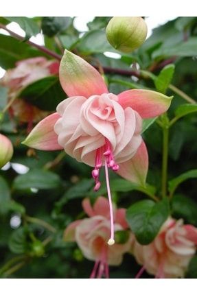 15 Adet Double Sweeny Renkli Küpe Çiçeği Tohumu Jabg