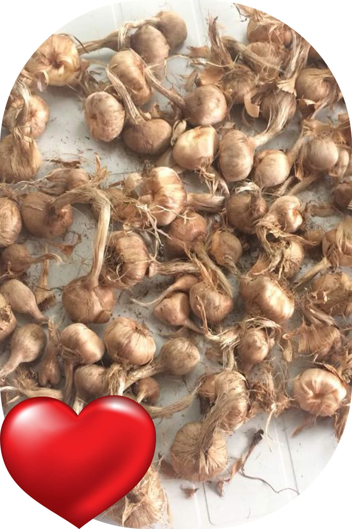 3 Adet Safranbolu Gerçek Safran Soğanı Crocus Sativus 2