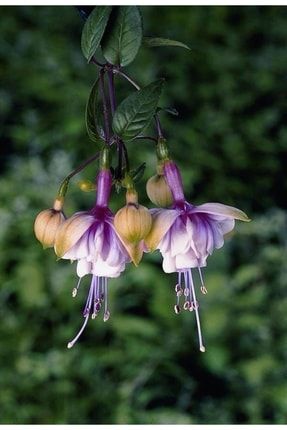 15 Adet Özel Princess Küpe Çiçeği Tohumu Baukbe