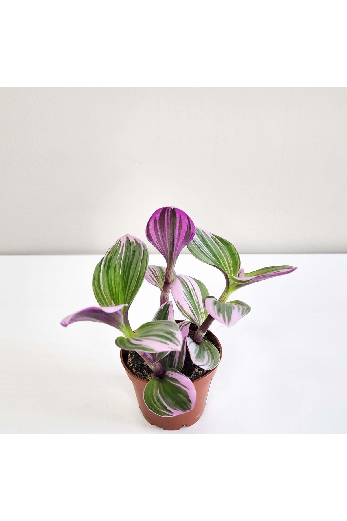 Hilal Garden Tradescantia Nanouk Pembe Telgraf Çiçeği 8.5 Cmlik Saksıda