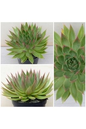 Echeveria Slender Renk Değiştiren Dev Sukulent 19 Cm 72882kekr